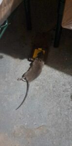 les rats de Montréal