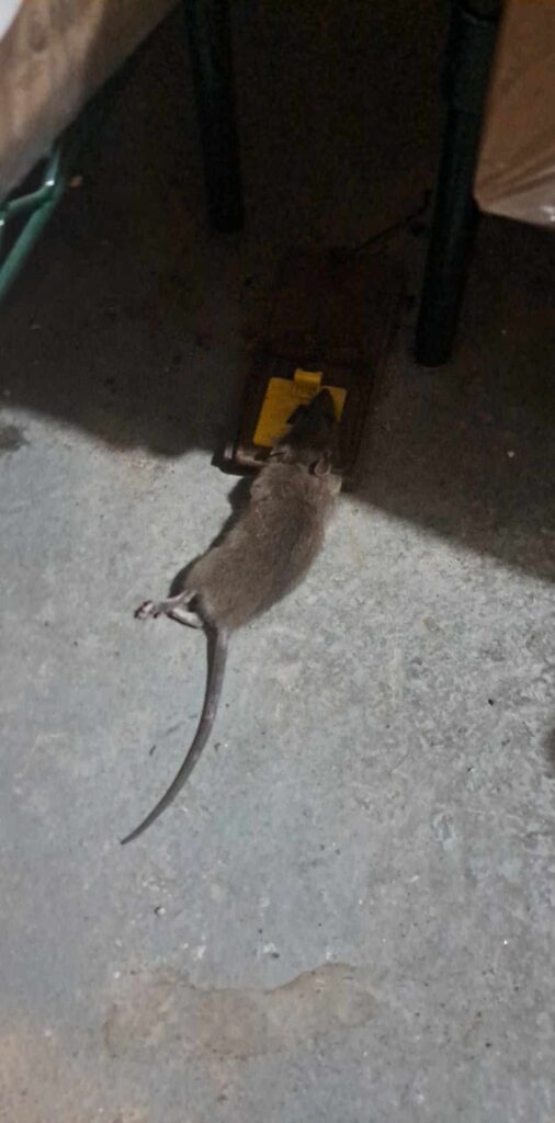 les rats de Montréal
